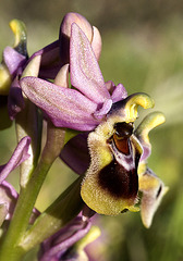 Wespen-Ragwurz (Ophrys tenthredinifera) 2