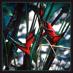 Heliconia flowers