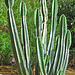 Cereus Cactus (0007)