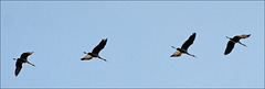 Cranes Overhead