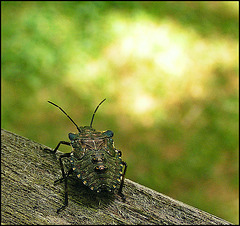 Bug on a bench