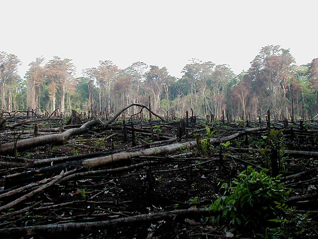 Triste spectacle ces arbres Lacanja brûlés, Mexico Triste spectacle ces arbres Lacanja brûlés, Mexico