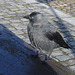 Oiseau suédois sympatique - Friendly swedish bird -  Båstad.  Suède / Sweden.   Octobre 2008