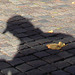 Feuille d'automne et l'ombre du photographe voyeur /  Autumn leaves and the shadowman photograph voyeur - 23 octobre 2008