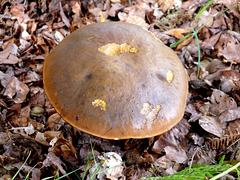 Bolete Fungus