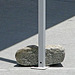 DHS Operation Falling Sun 2 - Press Conference Shade Structure Anchor (0435)