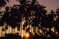 Sunset between the palm wood