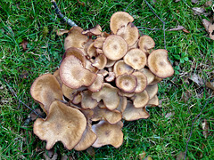 A Cluster of Fungi