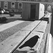Oiseau suédois sympatique - Friendly swedish bird -  Båstad.  Suède / Sweden.   Octobre 2008 - Ombre sur pattes en noir et blanc /  Flying shadow in  B & W