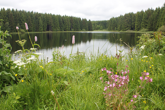 see down /es wird Abend am Nassenwieser Teich, some english