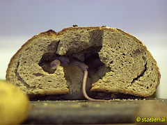 Mäuse im Brot