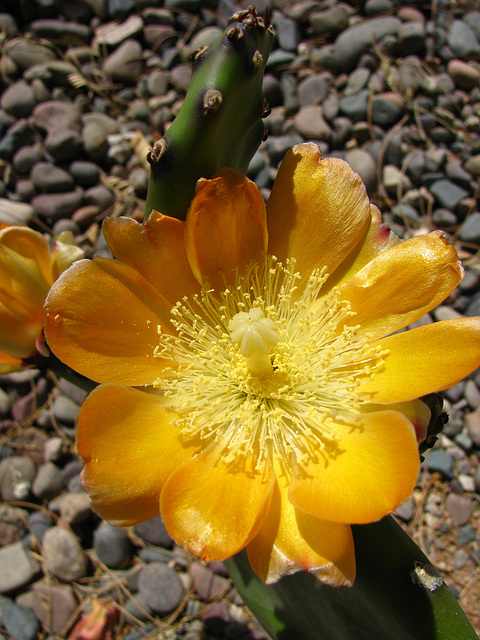 Cactus Flower (0141)