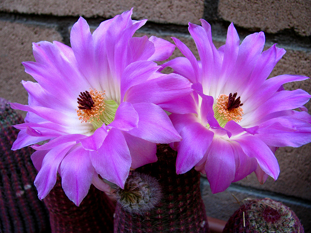 Cactus Flower (0148)