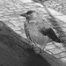 Oiseau suédois sympatique - Friendly swedish bird -  Båstad.  Suède / Sweden.   Octobre 2008-  N & B