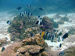 Butterflyfish at the seabed