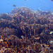 Fantastic under water landscape full of corals