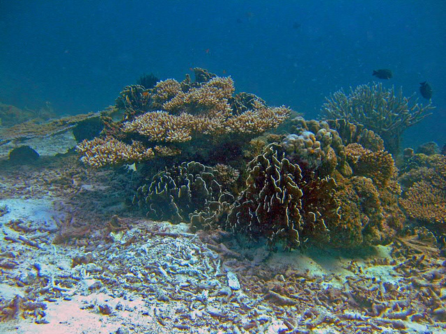 The coral ground near Koh Born