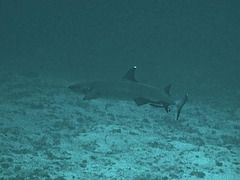 Whitetip Shark by Similan