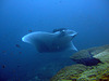 A Manta baby with its 3 Meters wingspread