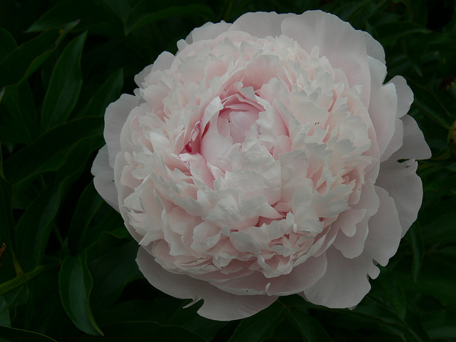 rosa Pfingstrose rosa Pfingstrose
