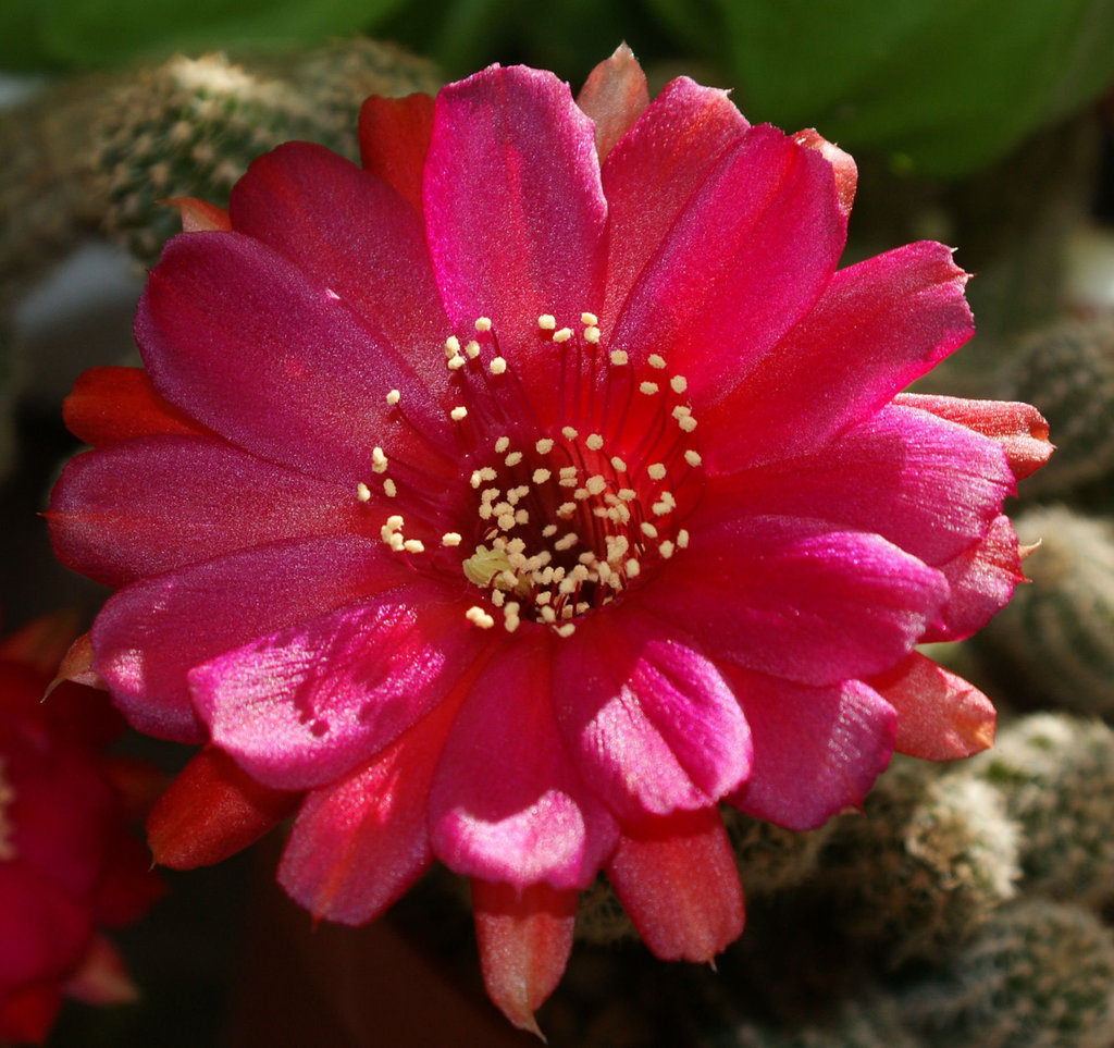 fleurs de mes cactus
