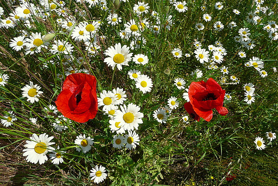 Blumen beim Nachbarn - floroj ĉe la najbaro