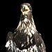 Junger Amerikanischer Weißkopfseeadler / Young Bald eagle