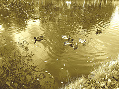 Canards sur miroir mouillé / Ducks on wet mirror  -  Ängelholm.  Suède / Sweden.  23 octobre 2008- Sepia