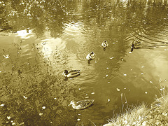 Canards sur miroir mouillé / Ducks on wet mirror  -  Ängelholm.  Suède / Sweden.  23 octobre 2008- Sepia