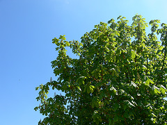 Kastanienbaum im Frühling
