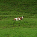 Solitary Cow