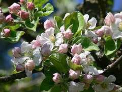 erste Apfelblüten 2009