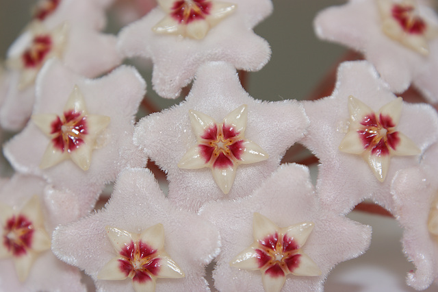 fleurs de porcelaine, The flowers of porcelain fleurs de porcelaine, The flowers of porcelain
