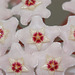 fleurs de porcelaine, The flowers of porcelain
