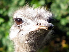 Emu (oder Nandu?)