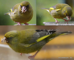 Greenfinch at breakfast