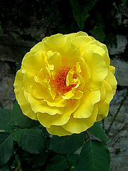 Rose im Garten vom Schloss Mirabell