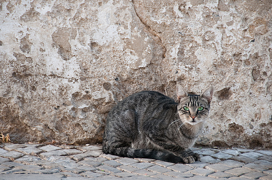 Almada Cat
