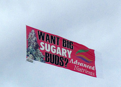 Sugary Buds I0479)