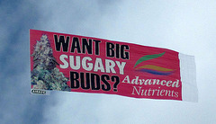 Sugary Buds I0480)