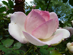 rose rose