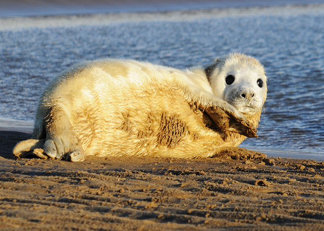 Seal pup 2