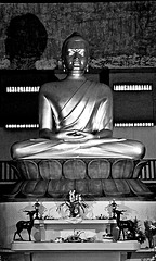 Buddha-8547