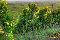 Vineyards near Iphofen