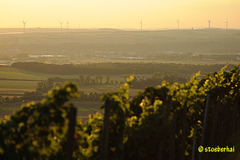 View from Schwanberg vineyards to Dettelbach