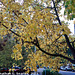 Fall Colors, Picture 1, Edited Version, Haje, Prague, CZ, 2013