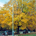 Fall Colors, Picture 2, Edited Version, Haje, Prague, CZ, 2013