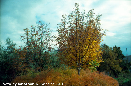 Fall Colors, Picture 12, Edited Version, Haje, Prague, CZ, 2013