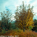 Fall Colors, Picture 12, Edited Version, Haje, Prague, CZ, 2013