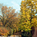 Fall Colors, Picture 19, Edited Version, Haje, Prague, CZ, 2013